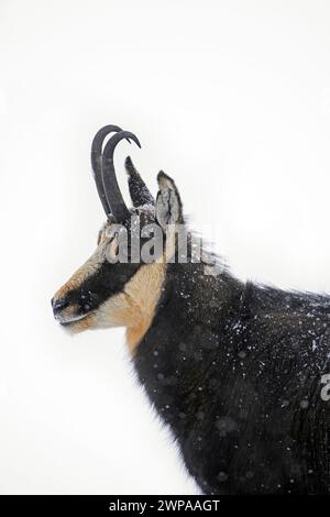 Chamois alpin (Rupicapra rupicapra) gros plan portrait d'un mâle dans la neige pendant les chutes de neige en hiver dans les Alpes européennes Banque D'Images