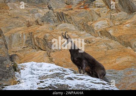 Chamois alpin (Rupicapra rupicapra) mâle solitaire en manteau d'hiver foncé en face rocheuse dans les Alpes européennes Banque D'Images