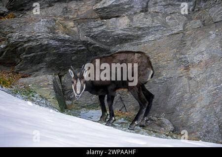 Chamois alpin (Rupicapra rupicapra) vieux mâle en manteau d'hiver foncé debout sur un lieu de repos abrité sur un rebord rocheux en face de falaise dans les Alpes européennes Banque D'Images