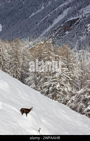 Chamois alpin (Rupicapra rupicapra) mâle solitaire en manteau d'hiver foncé dans la neige profonde sur la pente de montagne à la lisière de la forêt de mélèzes dans les Alpes européennes Banque D'Images