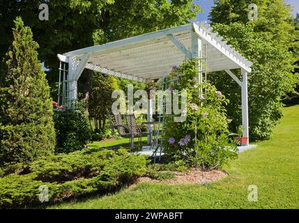 Pelouse d'herbe verte bien entretenue et pergola en bois peinte en blanc avec Thuja occidentalis - cèdre dans la frontière dans le jardin de l'arrière-cour à la fin du printemps. Banque D'Images