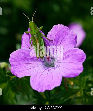 Mante priante perchée sur fleur violette avec feuillage Banque D'Images