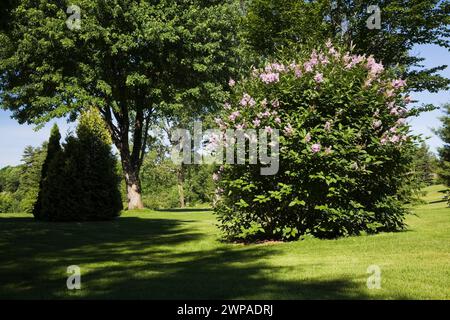 Syringa vulgaris - Lilas et silhouette Thuja occidentalis - cèdres dans le jardin de l'arrière-cour à la fin du printemps. Banque D'Images