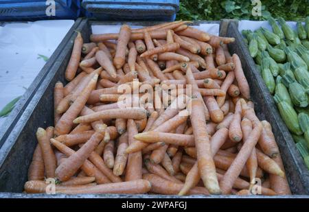 Beyrouth, Liban. 06 mars 2024. Carottes pour les jus traditionnels du Ramadan en vente dans un supermarché de Beyrouth, Liban, le 6 mars 2024. Le premier jour de jeûne pour le mois sacré musulman du Ramadan 2024 sera le lundi 11 mars ou le mardi 12 mars, selon l'observation de la nouvelle lune. Le premier ministre intérimaire libanais, Najib Mikati, a déclaré les jours précédents que « des pourparlers indirects pour mettre fin aux hostilités le long de la frontière libano-israélienne commenceront pendant le mois sacré musulman du Ramadan ». (Photo par Elisa Gestri/Sipa USA) crédit : Sipa USA/Alamy Live News Banque D'Images