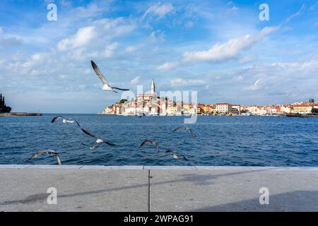 Belle vue sur la ville ensoleillée de Rovinj avec la mer adriatique avec des mouettes volant autour Banque D'Images