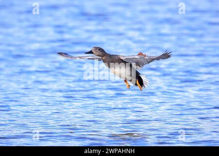 Un gadwall, Mareca strepera, canard dablant, en vol vers la caméra. Banque D'Images