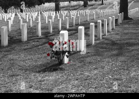 Rangées de pierres tombales dans le cimetière national d'Arlington en noir et blanc avec une couleur sélective sur quelques roses rouges Banque D'Images