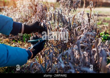 Couper la sauge dans le jardin de printemps à l'aide de cisailles. Jardinier élaguant le buisson de salvia. Nettoyage printanier des parterres de fleurs. Prendre soin des herbes Banque D'Images