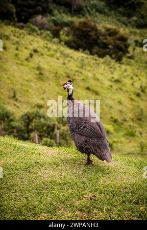 La pintade ou pintade est un oiseau de l'ordre des gallinacées, originaire d'Afrique, oiseaux en liberté dans la nature Banque D'Images