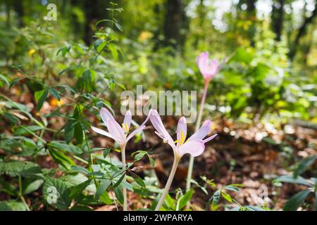 Colchicum Autumnale, communément connu sous le nom de crocus d'automne, safran de prairie, est une plante venimeuse à fleurs d'automne qui ressemble à de vrais crocus mais Banque D'Images