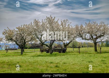 Vieux cerisiers en fleurs dans un pré avec un chariot de récolte Banque D'Images