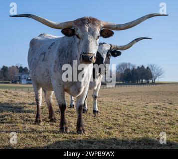 Longhorn Cattle on Ranch à Central, PA Banque D'Images