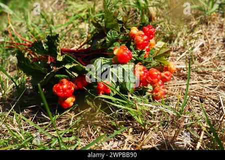 Rubus chamaemorus est une espèce de plantes à fleurs de la famille des roses Rosaceae, originaire des régions tempérées fraîches. Cloudberry, nordic Berry, Bakapple Banque D'Images