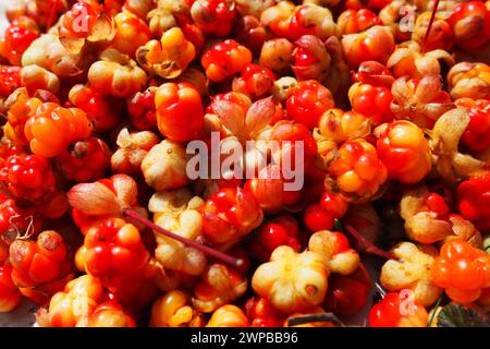 Rubus chamaemorus est une espèce de plantes à fleurs de la famille des roses Rosaceae, originaire des régions tempérées fraîches. Cloudberry, nordic Berry, Bakapple Banque D'Images