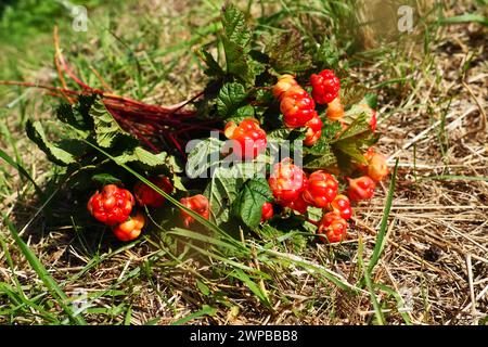 Rubus chamaemorus est une espèce de plantes à fleurs de la famille des roses Rosaceae, originaire des régions tempérées fraîches. Cloudberry, nordic Berry, Bakapple Banque D'Images