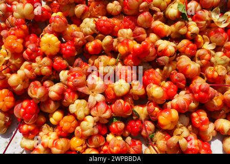 Rubus chamaemorus est une espèce de plantes à fleurs de la famille des roses Rosaceae, originaire des régions tempérées fraîches. Cloudberry, nordic Berry, Bakapple Banque D'Images