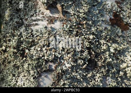 Parmelia sulcata est un lichen foliaire de la famille des Parmeliaceae tolérant à la pollution, a une distribution cosmopolite, les lichens les plus communs. IT Banque D'Images