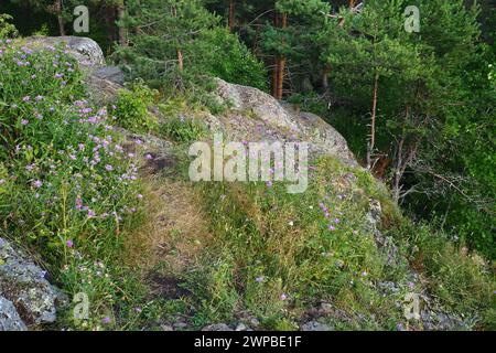 La chaise du diable est une parcelle rocheuse, un monument géologique de la nature, situé sur le versant de la montagne Vaara, un ancien volcan. Il est situé dans Banque D'Images