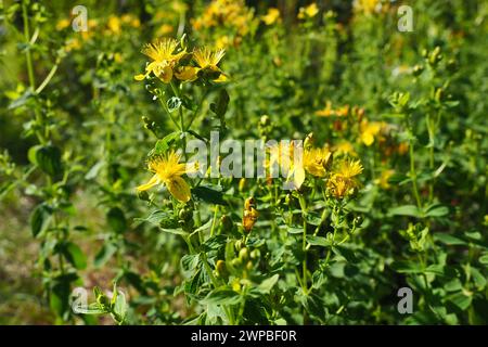 Hypericum perforatum, connu sous le nom de préparation Le moût de John est une plante à fleurs de la famille des Hypericaceae et de l'espèce type du genre Hypericum. Tutsan Banque D'Images