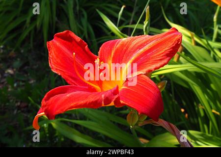 Hemerocallis hybride Anzac est un genre de plantes de la famille Lilaynikov Asphodelaceae. Belles fleurs de lis rouges avec six pétales. Long vert mince Banque D'Images