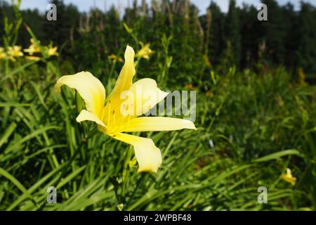 Le daylis, ou beau jaune citron, est une plante herbacée vivace à fleurs. Longues fines feuilles vertes. La floraison comme un passe-temps. Hemerocallis Banque D'Images