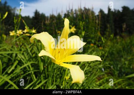 Le daylis, ou beau jaune citron, est une plante herbacée vivace à fleurs. Longues fines feuilles vertes. La floraison comme un passe-temps. Hemerocallis Banque D'Images