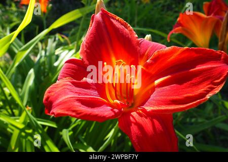 Hemerocallis hybride Anzac est un genre de plantes de la famille Lilaynikov Asphodelaceae. Belles fleurs de lis rouges avec six pétales. Long vert mince Banque D'Images