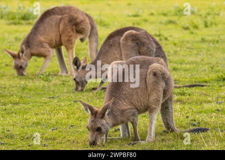 Trois jeunes kangourous mangeant de l'herbe à Coombabah Park, Queensland, Australie Banque D'Images