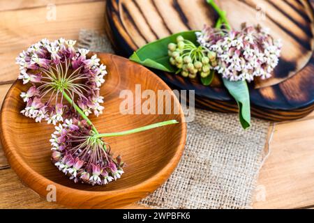 Beauté des fleurs sauvages : gros plan d'une fleur sauvage d'Asclépias Banque D'Images