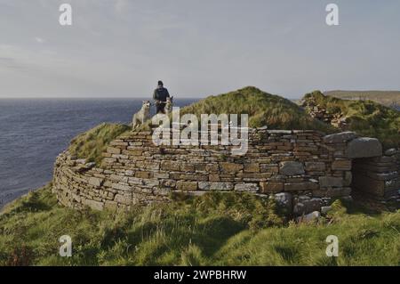 Wolf hybride à Broch of Borwick près des falaises de Yesnaby sur le continent des Orcades, en Écosse Banque D'Images