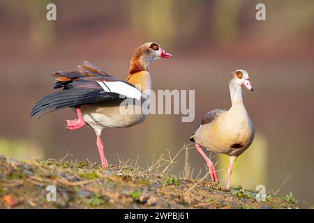 Oie égyptienne (Alopochen aegyptiacus), paire au bord de l'eau, une battant d'ailes, Allemagne Banque D'Images