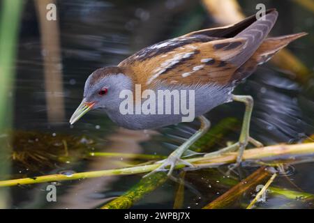 Petite raie (Porzana parva, Zapornia parva), mâle marche sur une tige de plante dans l'eau et recherche de nourriture, vue de côté, Koweït Banque D'Images