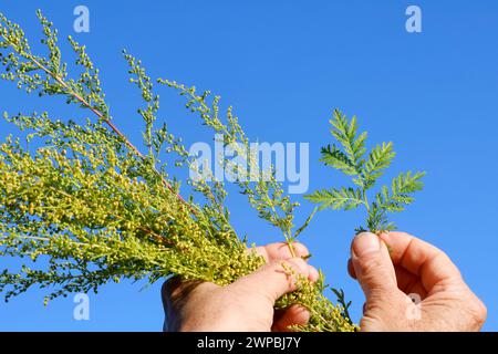 L'armoise douce, l'annie douce, l'armoise douce, l'armoise annuelle, l'armoise annuelle (Artemisia annua, Artemisia chamomilla), est récoltée, Allemagne Banque D'Images