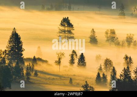 Gaufrettes de brume et de forêt à la haute lande de Rothenthurm, Suisse, Schwyz Banque D'Images