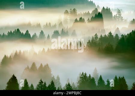 Épinette de Norvège (Picea abies), brouillard et forêt à Oberaegeri, Suisse, Kanton Zug, Oberaegeri Banque D'Images