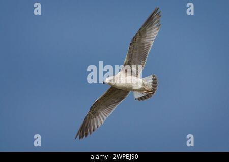 Goéland à pattes jaunes (Larus michahellis, Larus cachinnans michahellis), jeune mouette volante dans le plumage juvénile dans le ciel bleu, Italie, Toscane Banque D'Images
