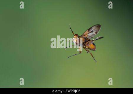 Mouche parasite, mouche tachinide (Ectophasia crassipennis), mâle en vol, photographie de vitesse de cuisse, Allemagne Banque D'Images