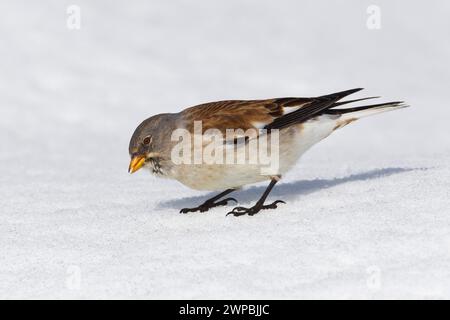 finch des neiges à ailes blanches (Montifringilla nivalis), recherche dans la neige, vue de côté, Italie, Toscane Banque D'Images