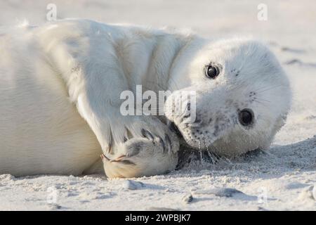 Phoque gris (Halichoerus grypus), bébé phoque à fourrure blanche couché sur la plage de sable, Allemagne, Schleswig-Holstein, Heligoland, Insel Duene Banque D'Images