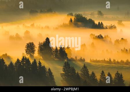 Gaufrettes de brume et de forêt à la haute lande de Rothenthurm, Suisse, Schwyz Banque D'Images