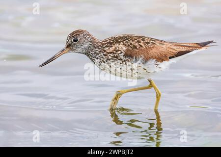 Jarret vert commun (Tringa nebularia), pataugeoire en eau peu profonde, Allemagne, Mecklembourg-Poméranie occidentale Banque D'Images