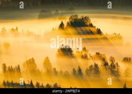 Gaufrettes de brume et de forêt à la haute lande de Rothenthurm, Suisse, Schwyz Banque D'Images