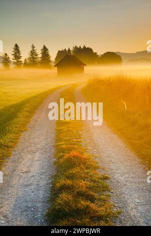 Chemin de gravier à travers la haute lande de Rothenthurm dans la brume du matin dans la lumière dorée du matin, Suisse, Schwyz Banque D'Images