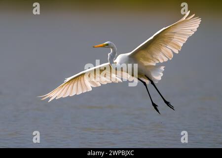 Grande aigrette, grande aigrette blanche, aigrette commune, grande aigrette, grand héron blanc (Egretta alba, Casmerodius albus, Ardea alba), débarquement dans l'eau, Ital Banque D'Images