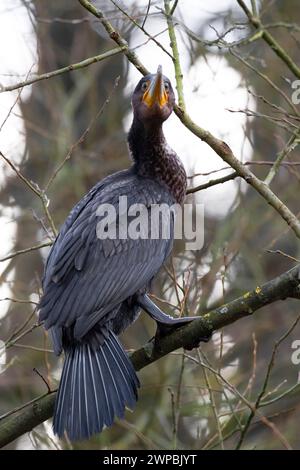 Grand cormoran (Phalacrocorax carbo), est assis dans un arbre et regarde autour, Allemagne Banque D'Images