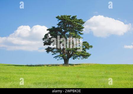 Un seul vieux pin à Oberaegeri, Suisse, Kanton Zug Banque D'Images