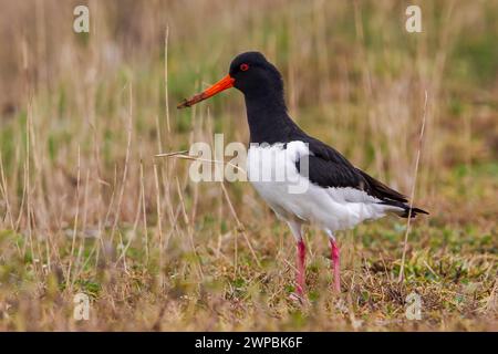 Oystercatcher paléarctique, Oystercatcher eurasien, Oystercatcher pied commun, Oystercatcher (Haematopus ostralegus), butinage dans un marais, vue de côté, I Banque D'Images