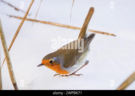 Robin européen (Erithacus rubecula), perché dans la neige, vue latérale, Allemagne, Bavière Banque D'Images