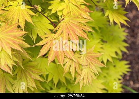 Érable Shirasawa, érable pleine lune (Acer shirasawanum 'Autumn Moon', Acer shirasawanum Autumn Moon), feuilles du cultivar Autumn Moon Banque D'Images