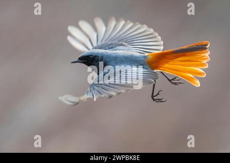 Rouge noir (Phoenicurus ochruros), mâle en vol, vue de côté, Italie, Toscane, Piana fiorentina ; Stagno di Peretola, Firenze Banque D'Images